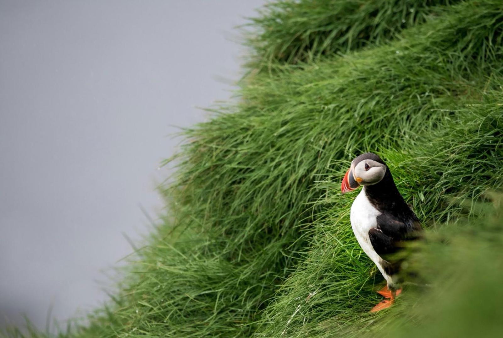 Puffin Rooms Lisdoonvarna Dış mekan fotoğraf